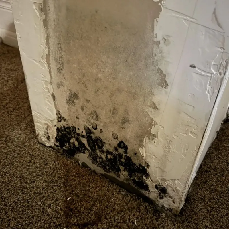 Professional Mold Removal in Pierce City, MO